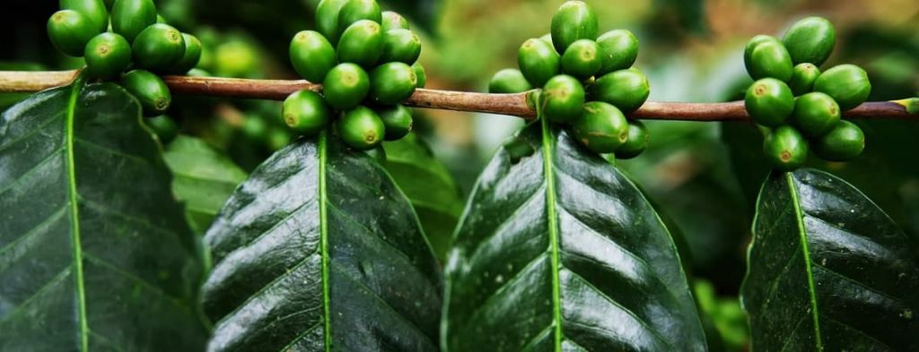 The Latest About The Most Regarded Green Sinopia Coffee Organic